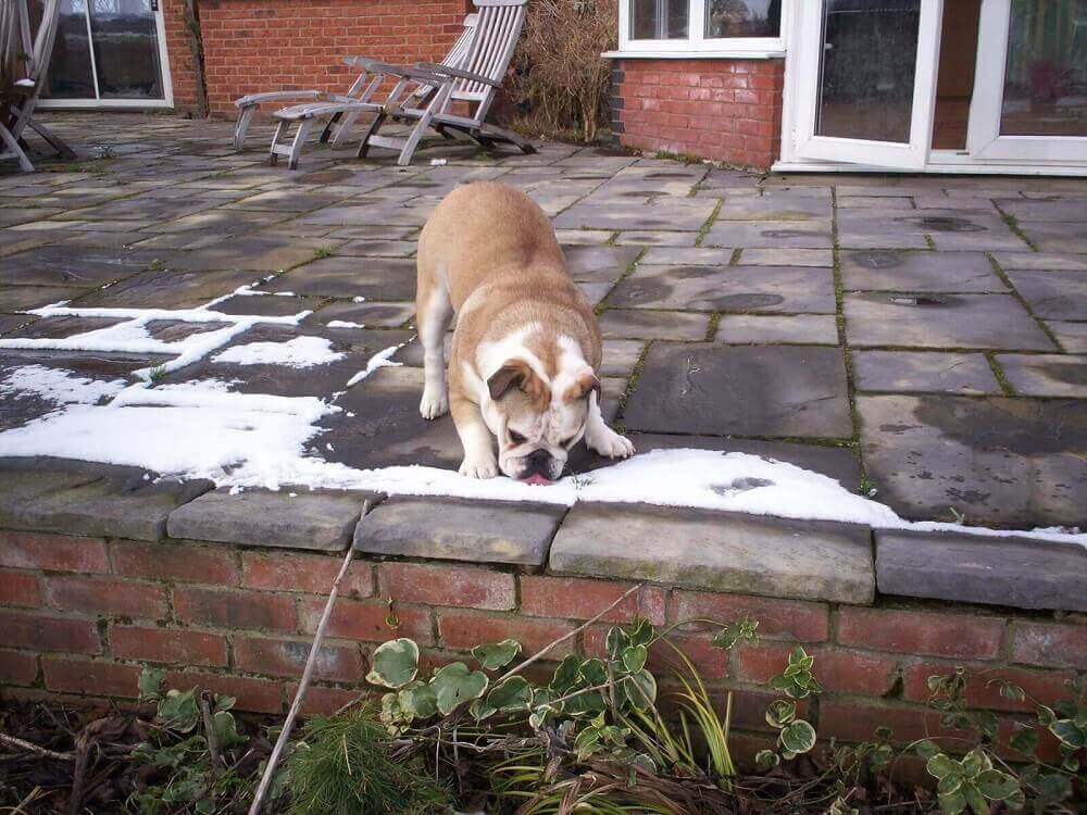 dog licking snow 