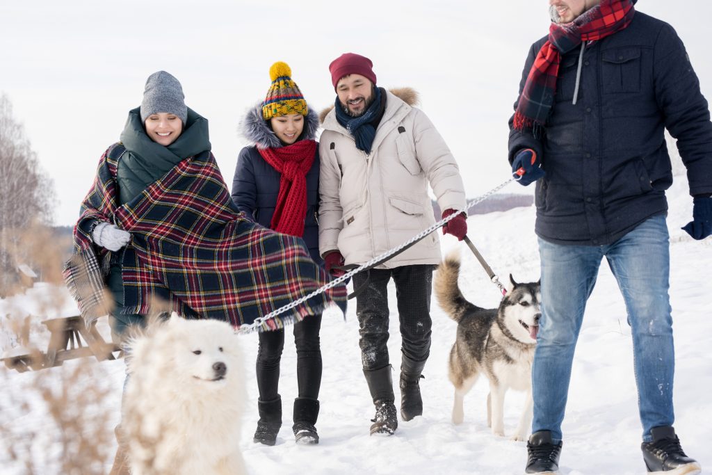 how does rock salt affect dogs