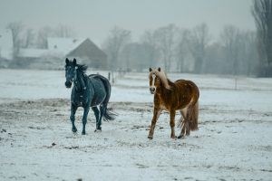 horse friendly deicers for ice melting